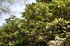 Diospyros paniculata